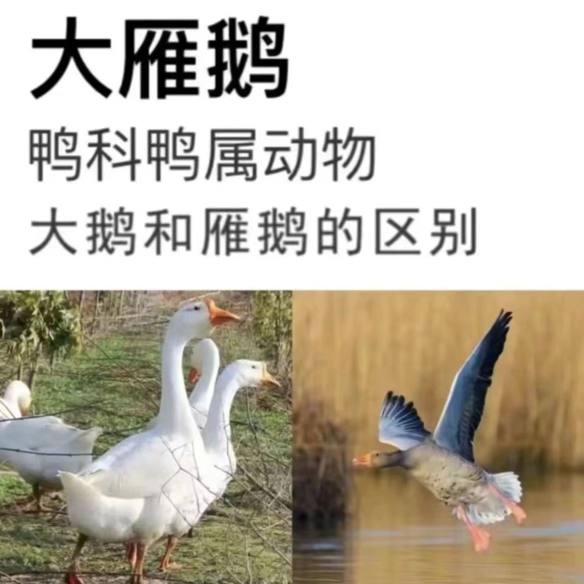 【礼品勿拍】新鲜大雁鹅1斤左右/只 礼品勿购