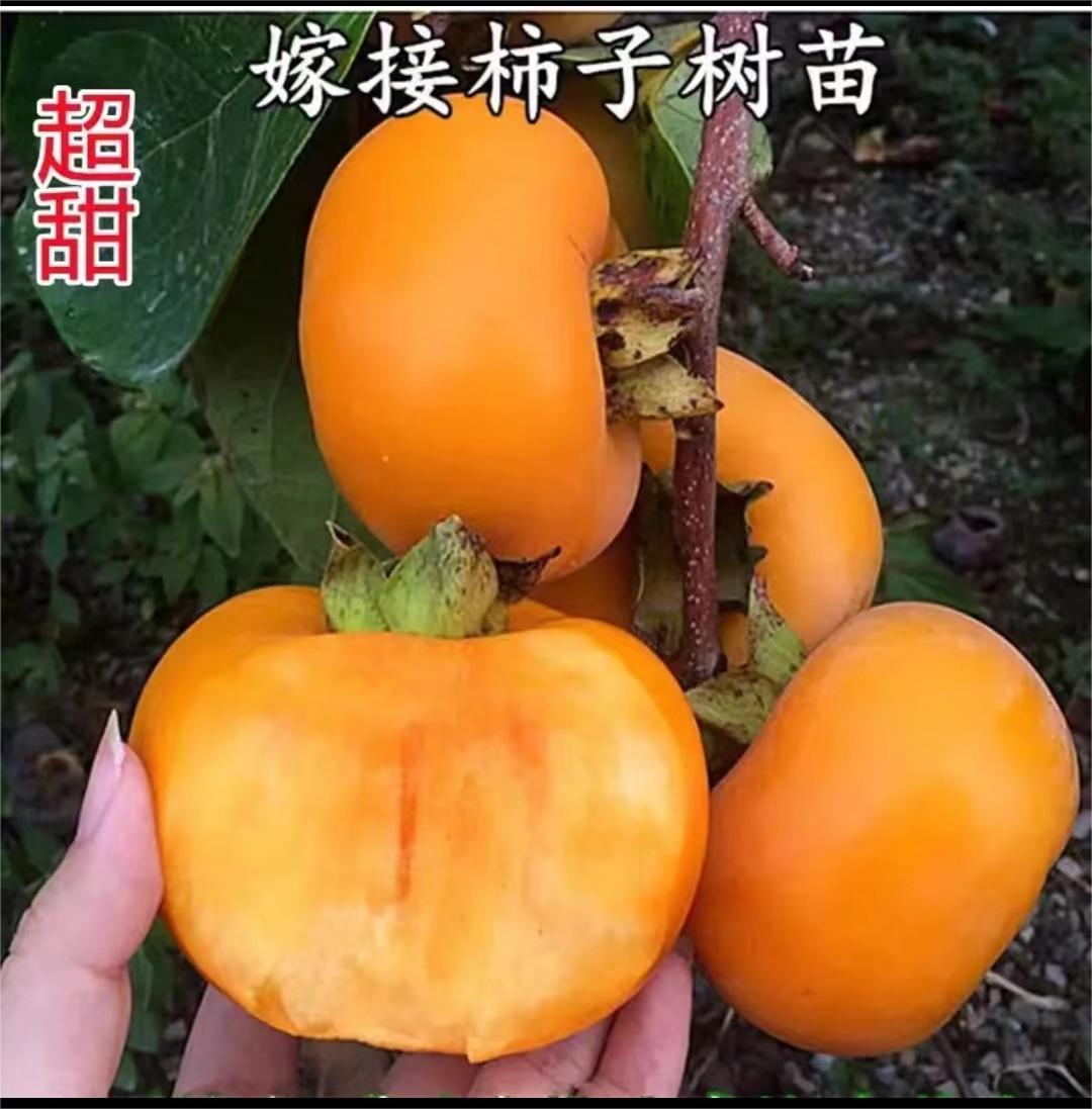 盆栽地栽 绿植种植 庭院花园 嫁接耐寒苗木 养护季节开花