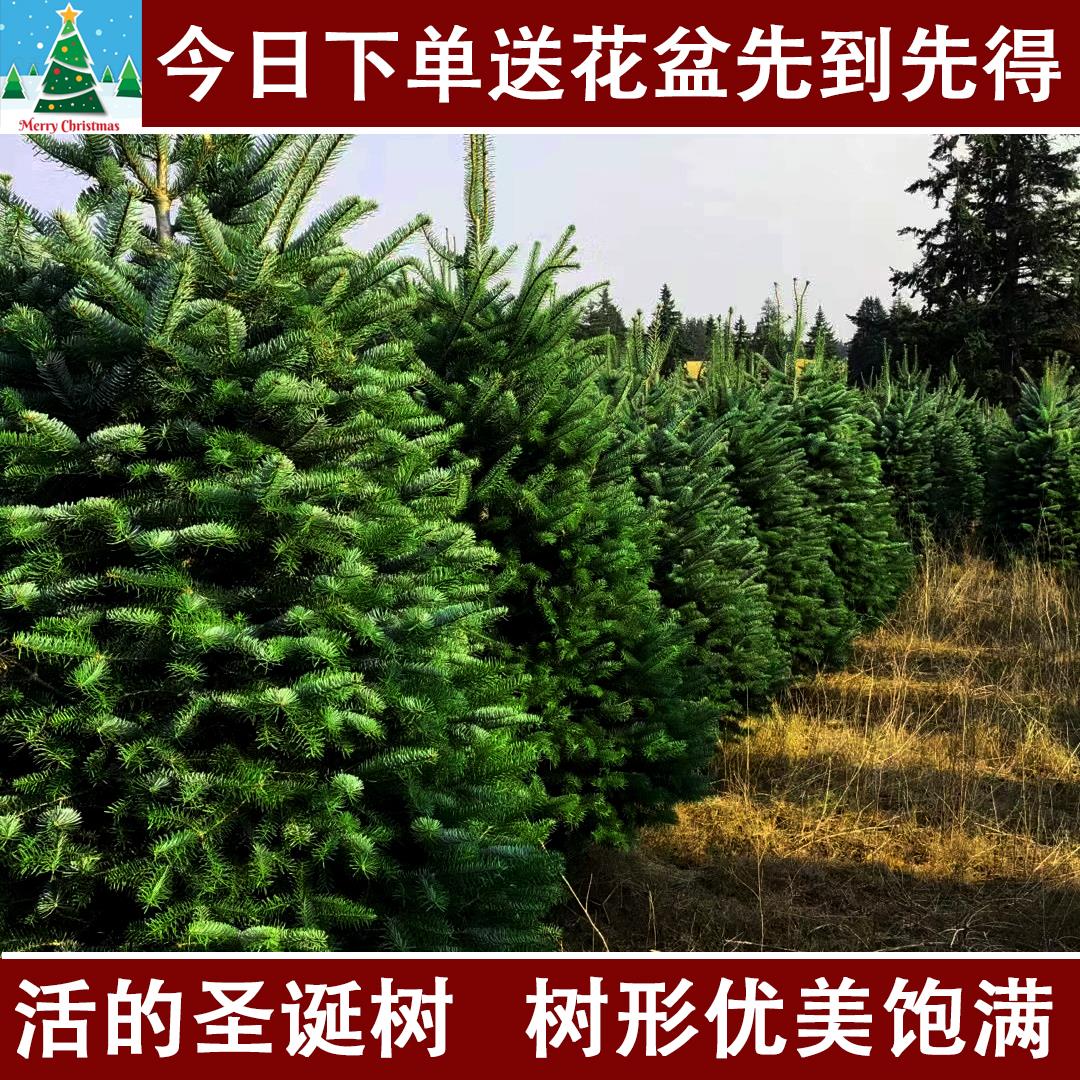 活的圣诞树真树家用大小型室内外诺贝松裸树2023新款圣诞节装饰品