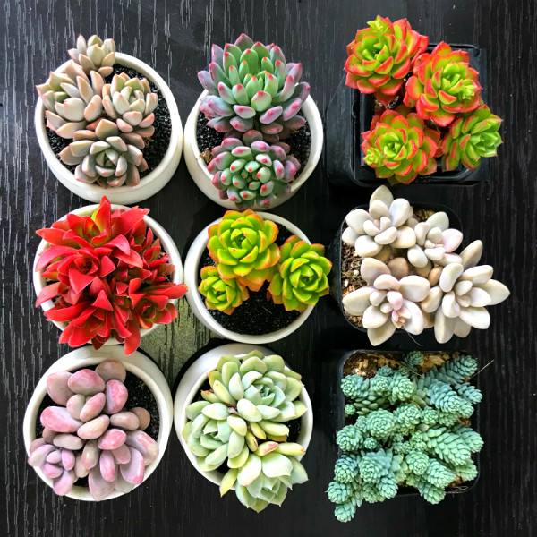 佳丽园艺 外播劳尔罗琦多肉植物   晚上扦插耐寒冬季除虫施肥夏季