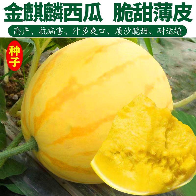 金麒麟甜王西瓜种子黄皮黄心早熟麒麟瓜南方四季播水果蔬菜种籽孑
