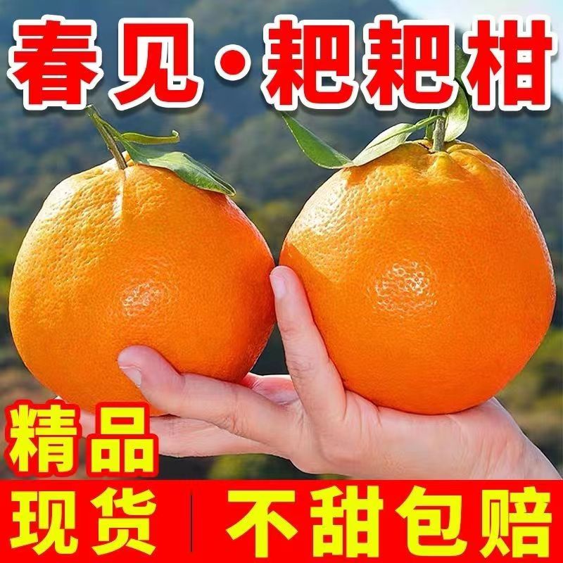 春见耙耙柑四川浦江产地直发新鲜现摘发货净重8斤/1斤爆汁多甜哦