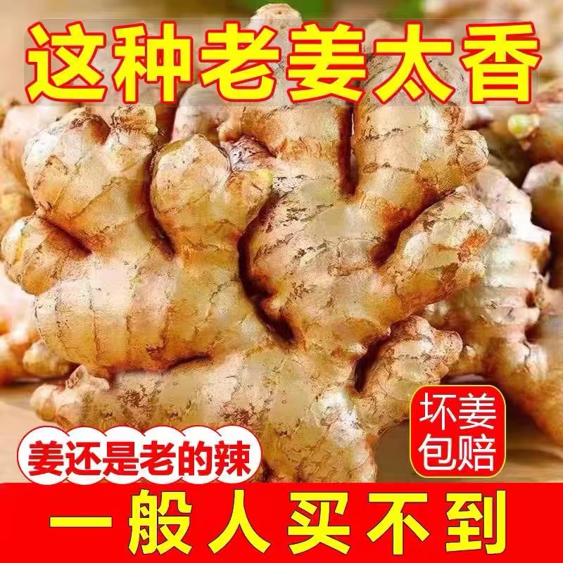 【太香辣了】精选云南浓郁风干小黄姜美味老姜现挖自己家种植鲜大姜