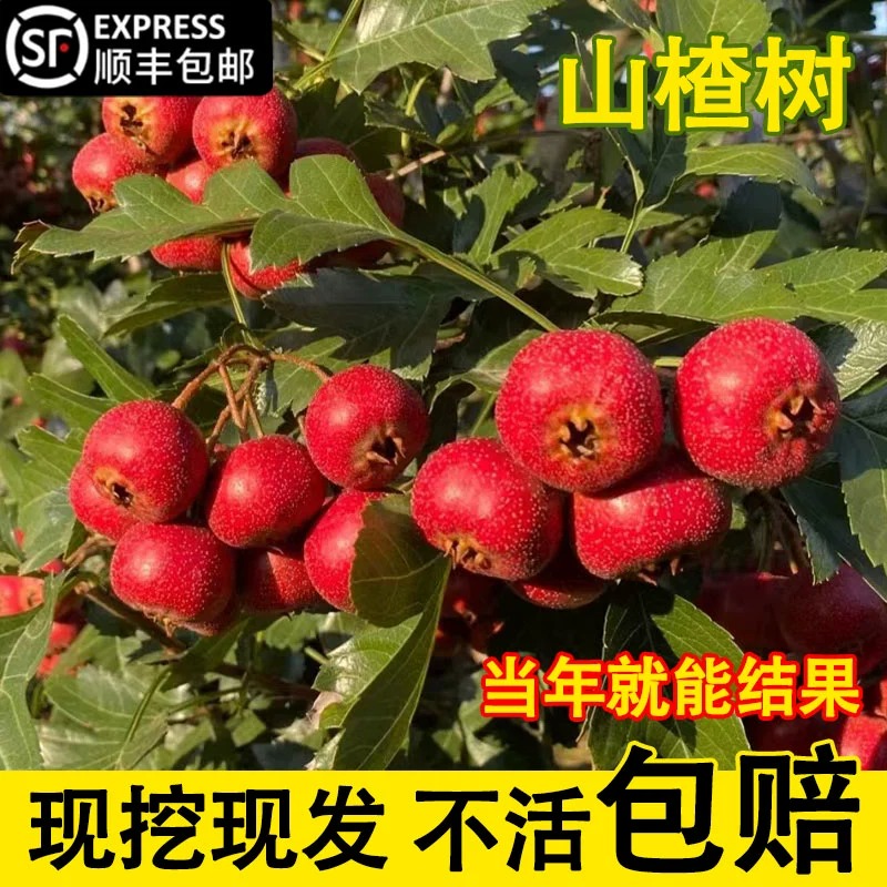 山楂苗嫁接苗大五棱山楂树苗南方北方种植庭院盆栽地栽果树苗