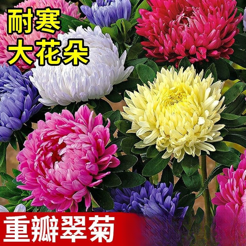 矮生大花翠菊种子菊花种籽庭院阳台盆栽易活室外花种籽子