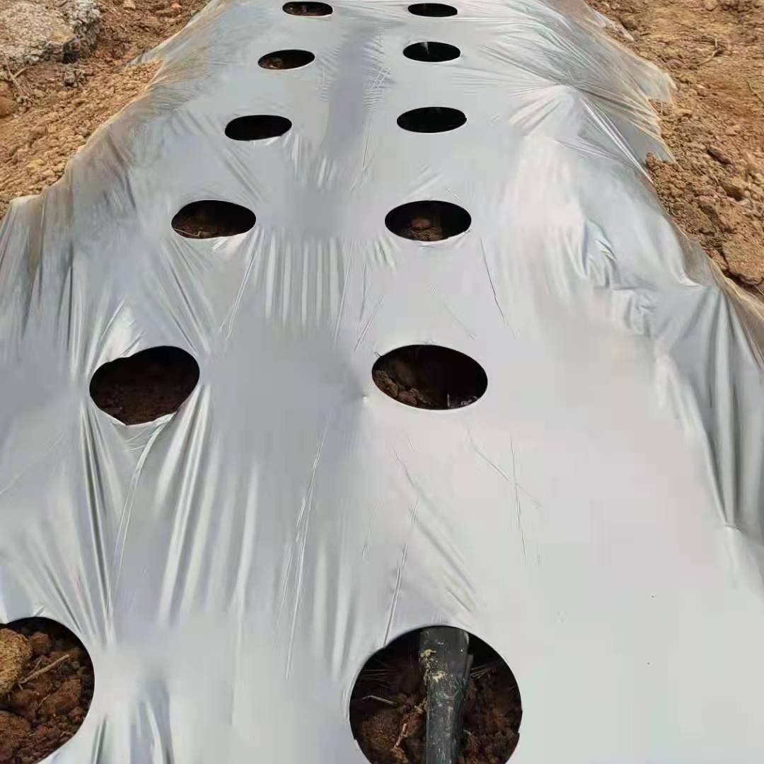 银黑打孔地膜农用薄防草透气保温保湿全新料玉米有孔圆孔辣椒苍术