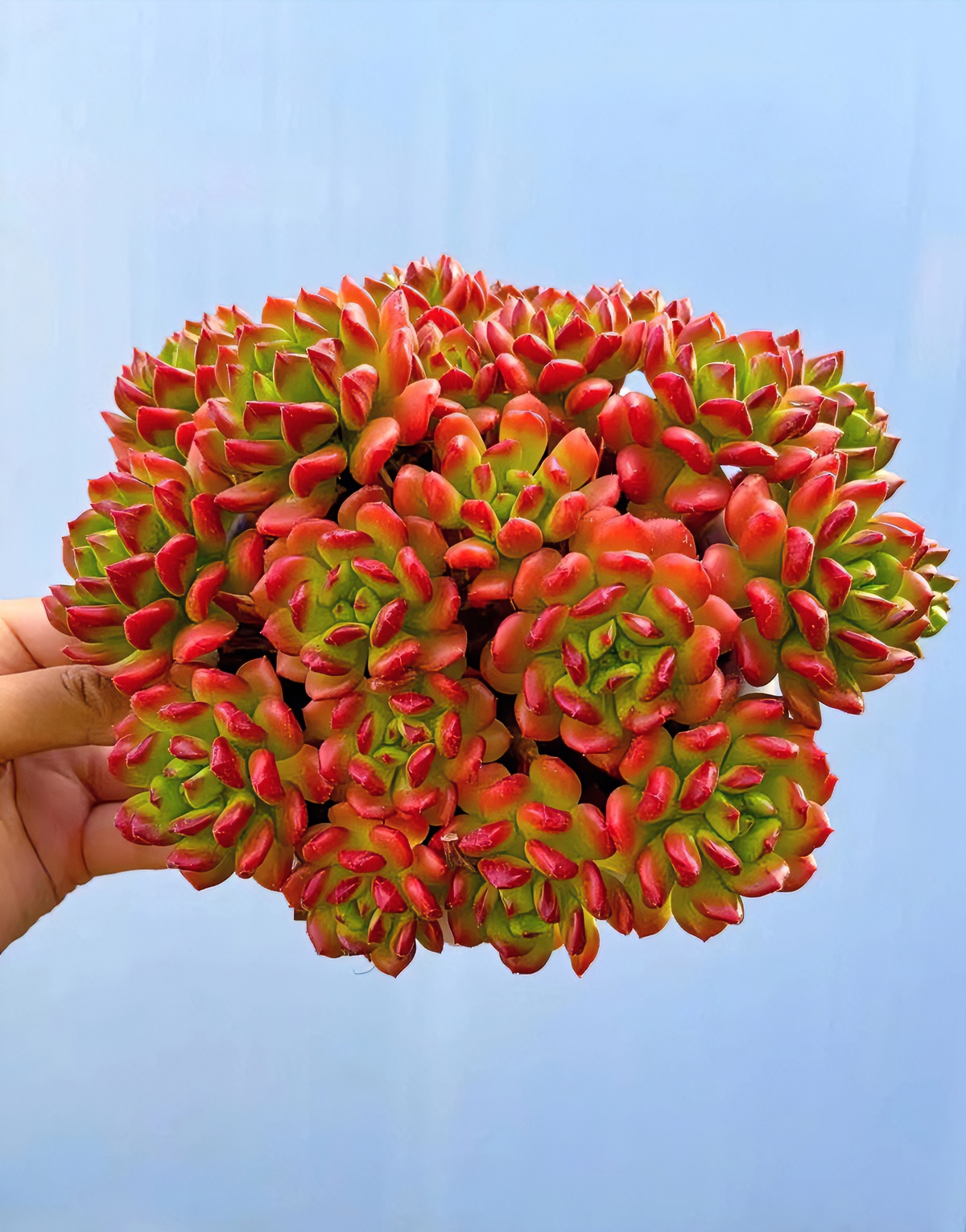 K老桩红灯笼 带盆带土发货 多肉植物 新手好养 通风少水 庭院阳台