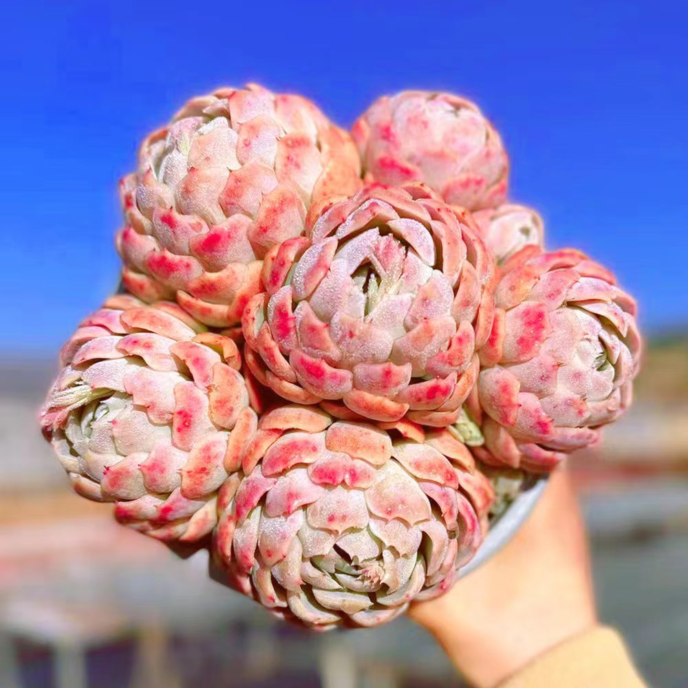 K香水贝瑞 多肉植物 新手好养 喜阳通风耐寒耐旱 阳台窗台庭院