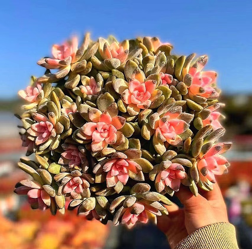 Y浪漫樱花锦 云南精品多肉植物 新手好养少水耐旱 庭院阳台窗台
