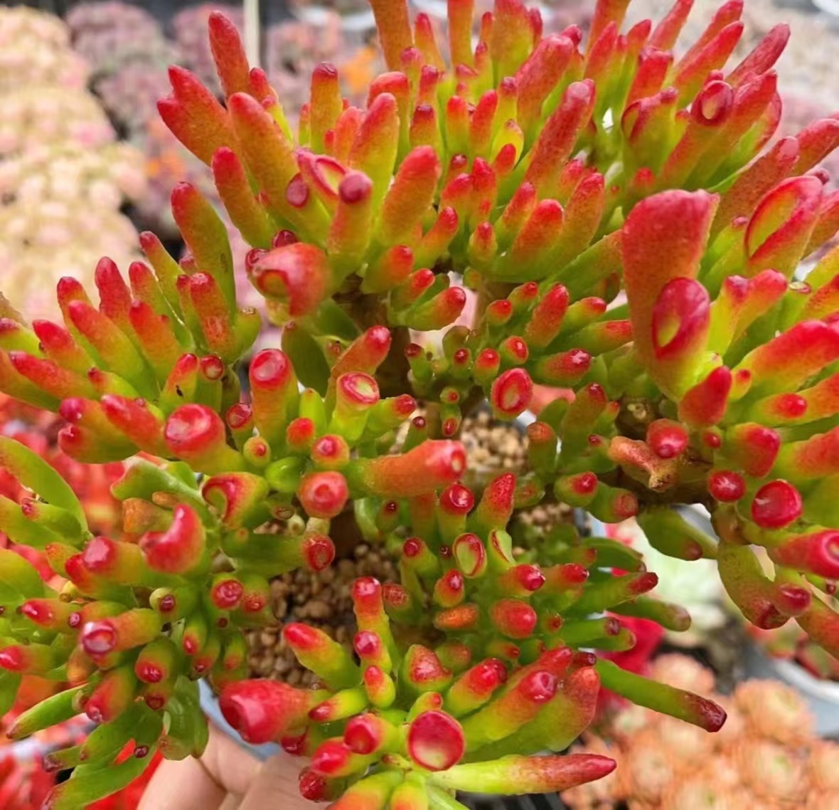 Y老桩吸财树 多肉植物 新手好养 种植少水耐旱 庭院阳台窗台
