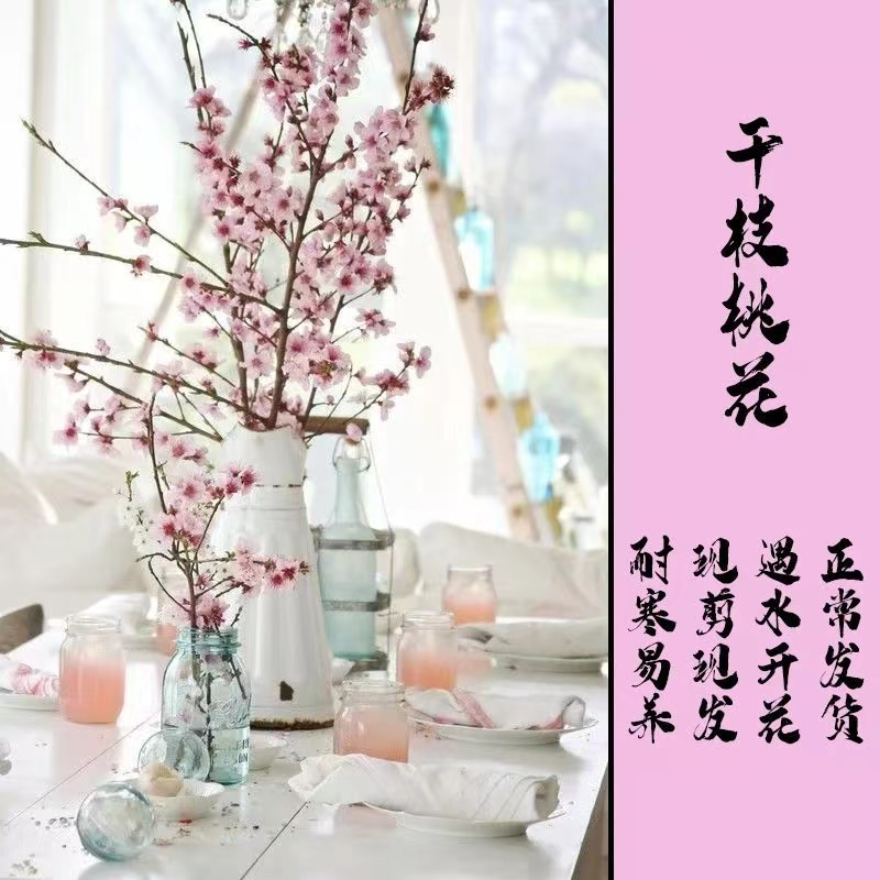 【新人领福利】新年装饰梅花枝遇水开花冬季室内水培梅干枝年宵花卉