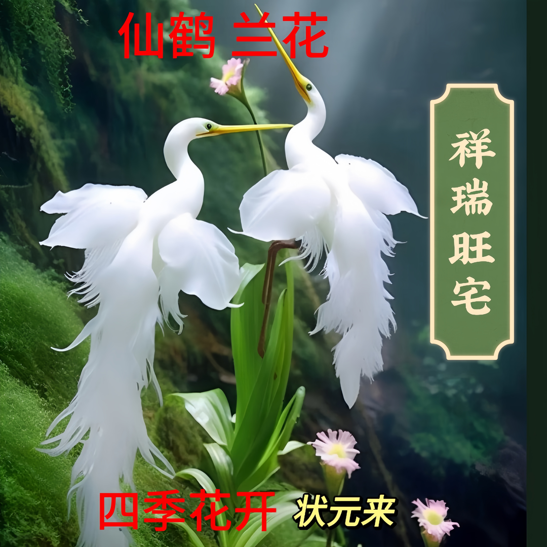 【芳香】鹤兰兰花球根稀有兰花四季开花绿植盆栽阳台室内室外耐寒花