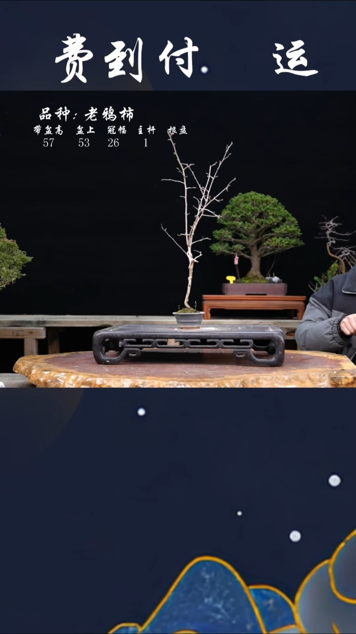 【闪购商品】老鸦柿75371