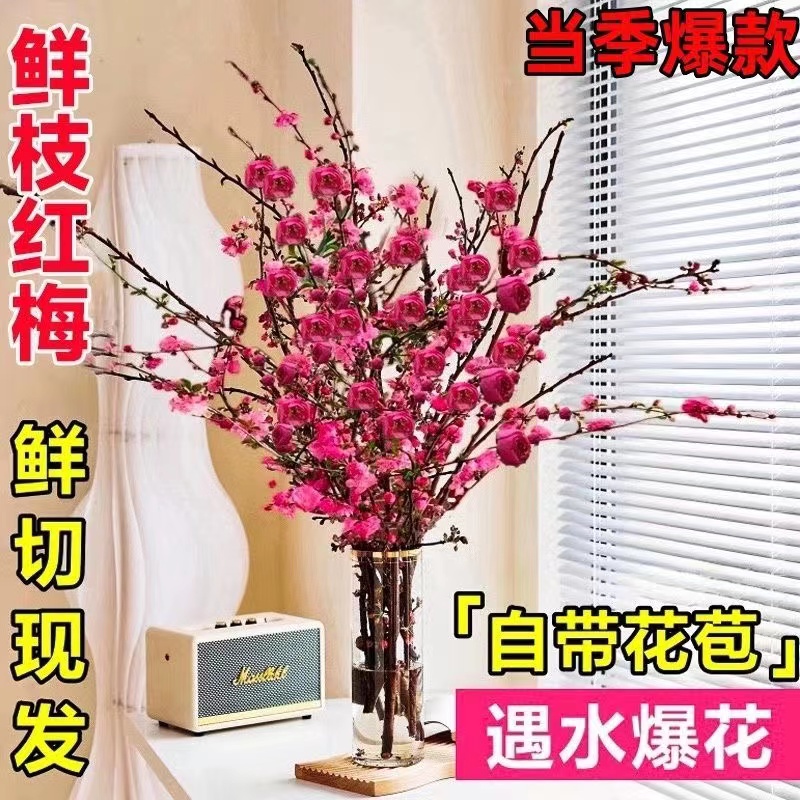 【年宵花卉】水培鲜枝红梅桃花室内水养耐寒好养鲜花枝阳台品种花卉