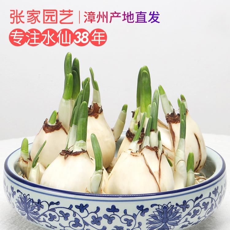剥好皮养护好水仙花种球发芽水养植物水培冬季春节开花带芽漳州水