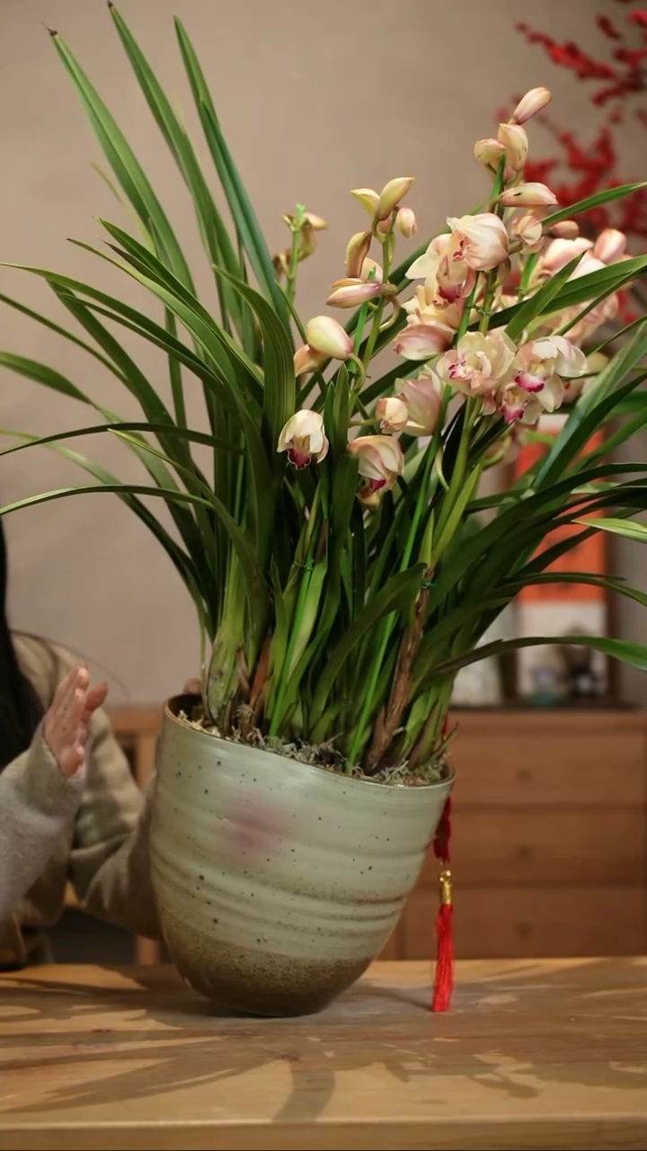 【闪购商品】粉蝶 绿陶