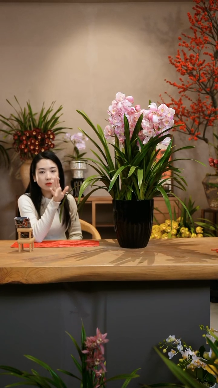 【闪购商品】粉色大花蕙兰