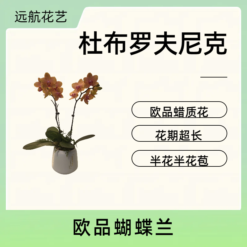 【杜布罗夫尼克】进口欧品蝴蝶兰 橙红色大花型蜡质花瓣 室内观赏花