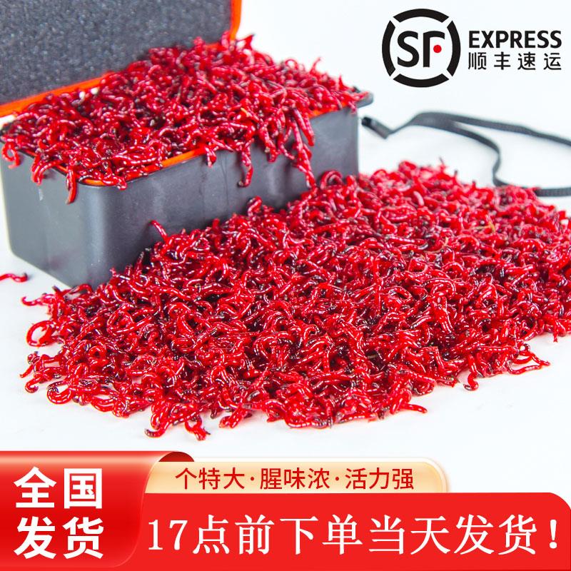 【邓老师推荐】红虫活饵鲜活特大黑头公虫拉饵钓鱼野钓窝料活体喂