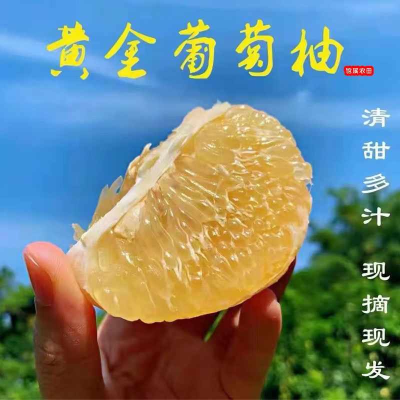 福建黄金葡萄黄皮柚子西柚当季新鲜水果孕妇黄皮柚子水润包邮批发
