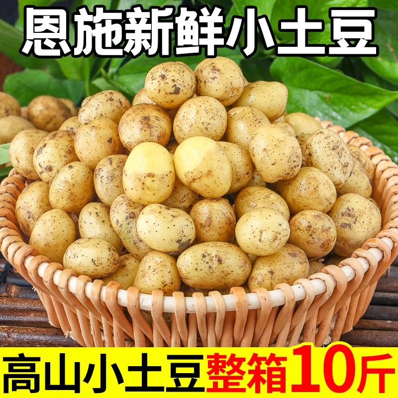 恩施小土豆10斤包邮3斤批发新鲜洋芋迷你黄心土豆湖北马铃薯蔬菜