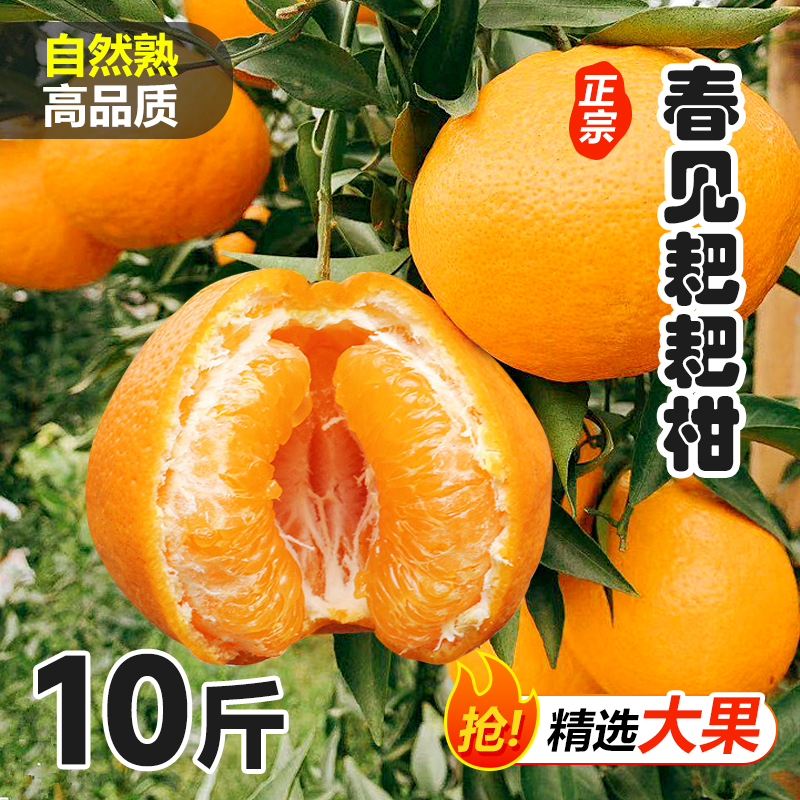 正宗春见耙耙柑当季3-9斤水果新鲜粑粑柑丑柑橘子桔子应季整箱