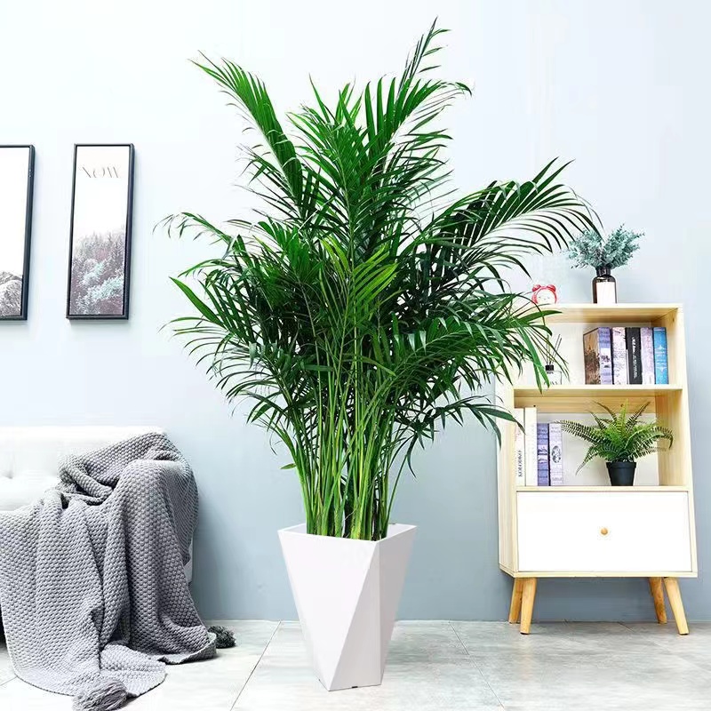 福利款富贵发货枝条大型绿植耐寒耐热净化空气新手好养活盆栽观叶