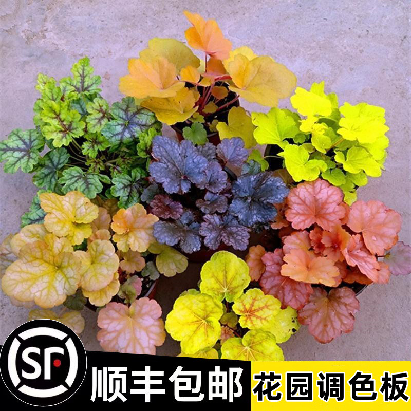 矾根盆栽花卉植物室内好养的花苗四季常青观叶庭院耐寒花园易成活