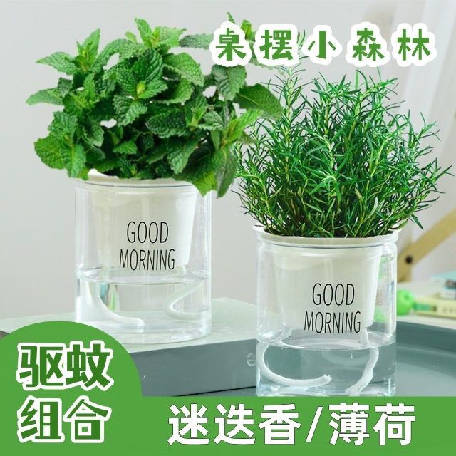 薄荷迷迭香盆栽绿植除臭薄荷盆栽室内驱蚊植物薄荷盆栽净化空气