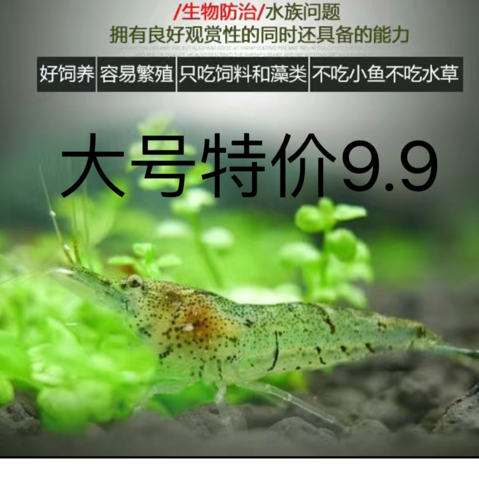 观赏鱼黑壳虾除藻虾工具鱼虾金苔鼠包邮鱼缸观赏清洁鲜活混养活体