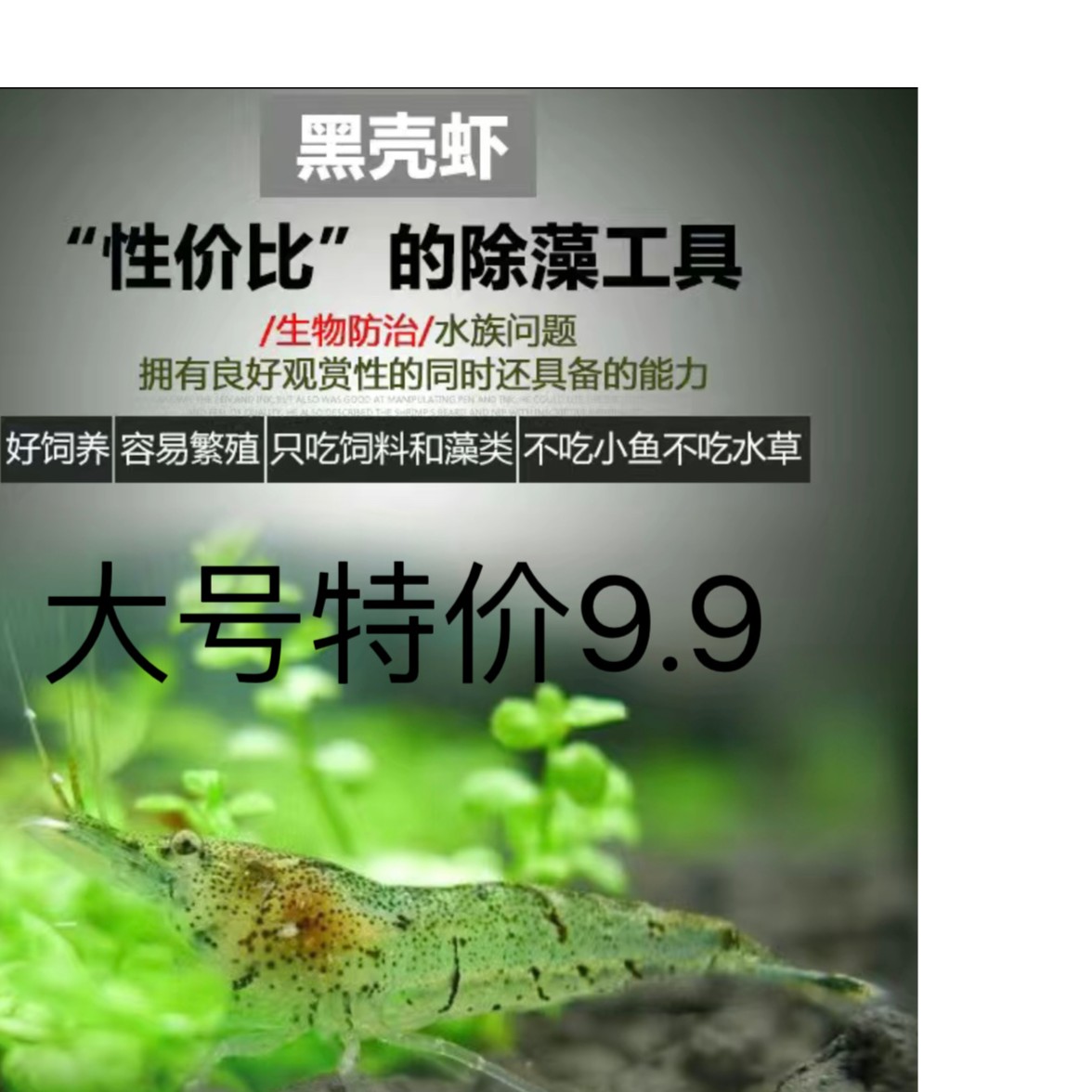 观赏鱼除藻虾鱼缸观赏清洁工具鱼虾金苔鼠包邮鲜活黑壳虾混养活体