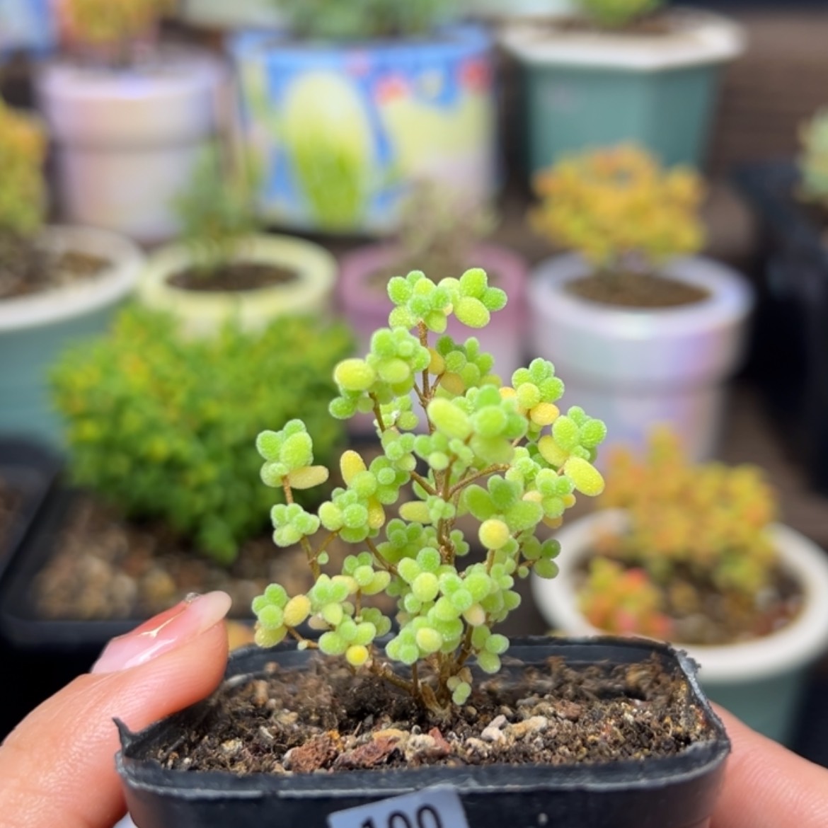 【闪购商品】蜜橘糖球100