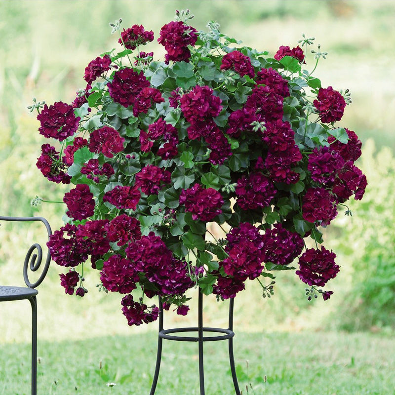 重瓣天竺葵花种子四季盆栽开花洋绣球花卉种子阳台好养的种子