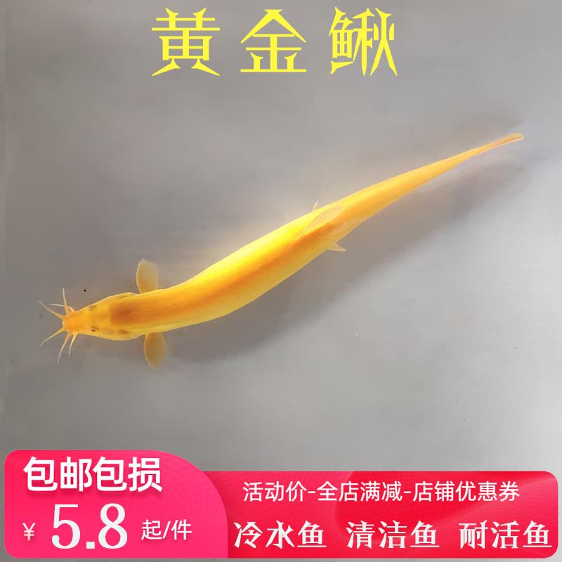 冷水观赏宠物鲜活好养的耐活稀有黄金色小金龙活鱼泥鳅苗招财鱼