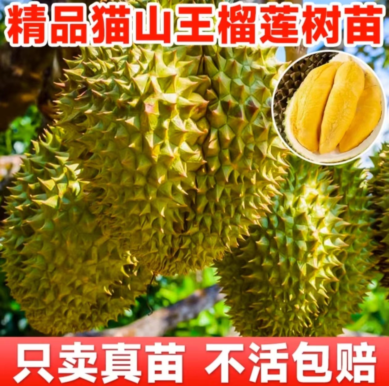 榴莲果树苗嫁接种盆栽地栽北南方种植耐寒金枕改良猫山王当年结果