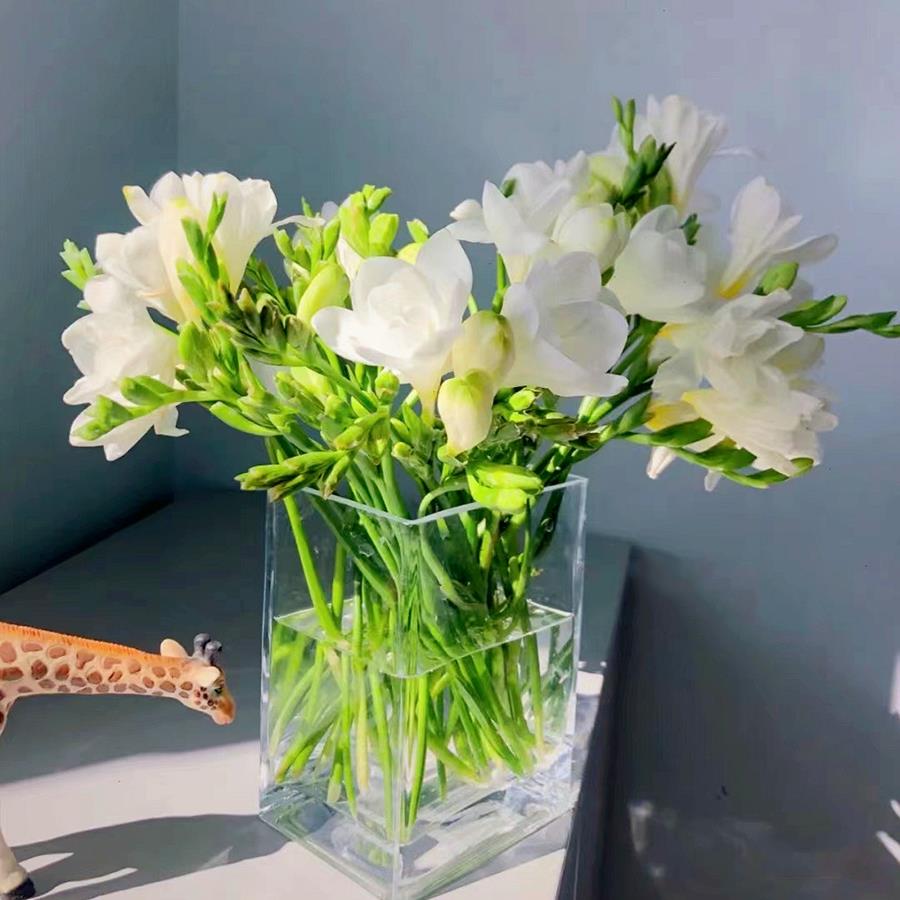 香雪兰小苍兰种球根土培套装多年生秋冬耐寒四季切花阳台花园花卉