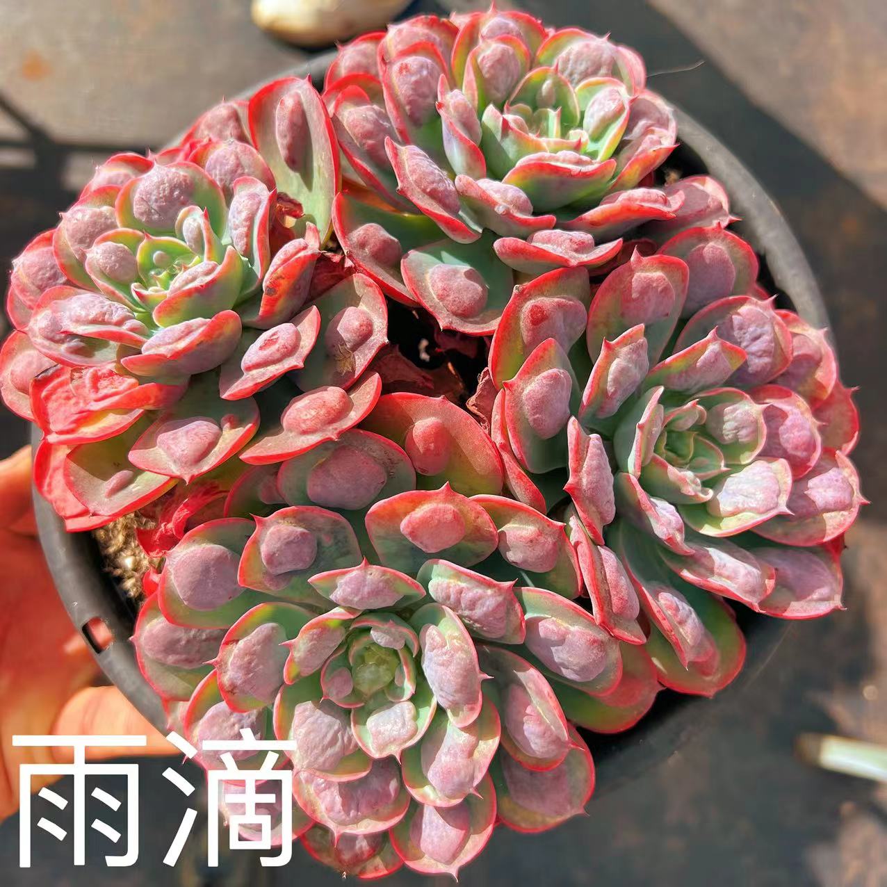 精品雨滴3头   新规格黑圆盆    29.8元  多肉植物