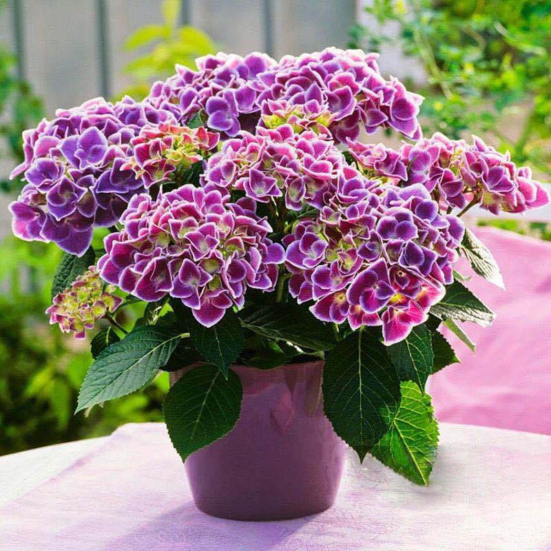 八仙花绣球花籽无尽夏四季易活室内盆栽花卉阳台庭院观赏植物花卉