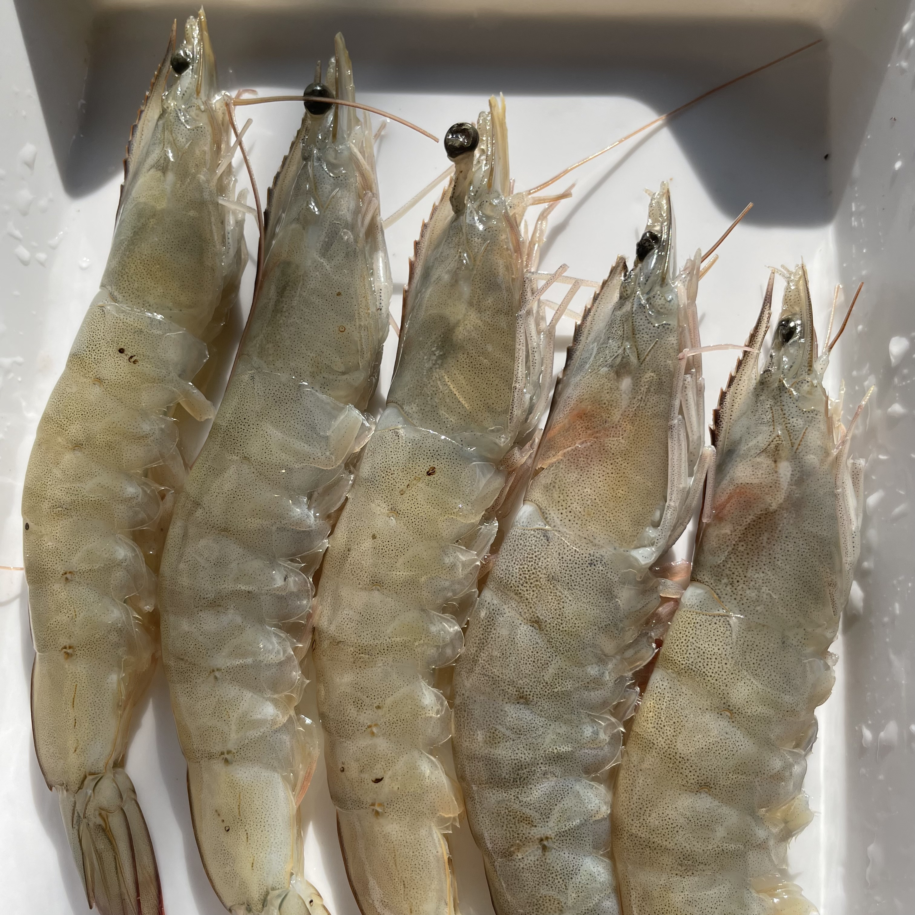 20/30海洋大虾 鲜虾速冻 只只分离  2000g
