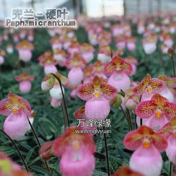 硬叶/玉女兜兰（Paph.micranthum）带花苞兰花花卉绿植盆栽室内名贵