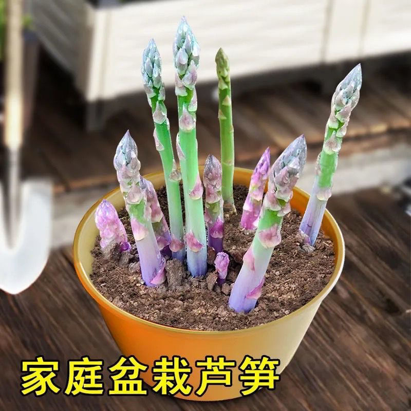 芦笋种子四季播多年生青芦笋种子耐热抗寒四季紫芦笋