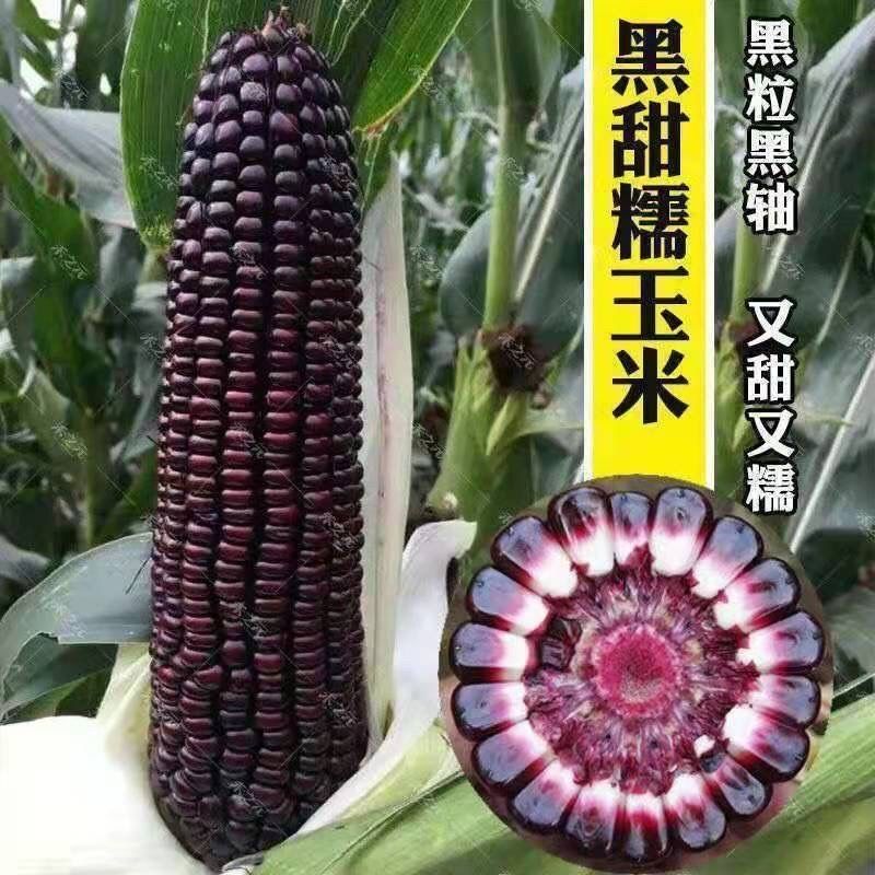 黑甜糯玉米种子黑糯玉米香甜糯玉米种鲜食苞米非转基因黑玉米批发