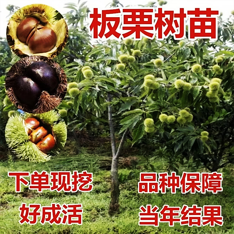 种花乐盆栽板栗树苗嫁接苗南方北方都可以种植绿植迁西板栗苗