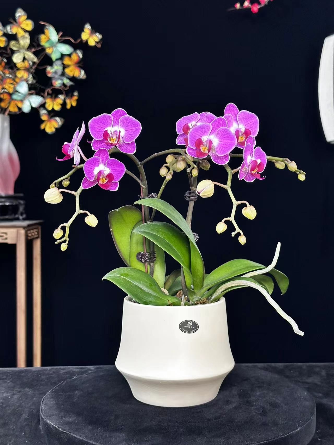 春晖【非凡之星】带花苞兰花阳台开花发货种植生长基地植株