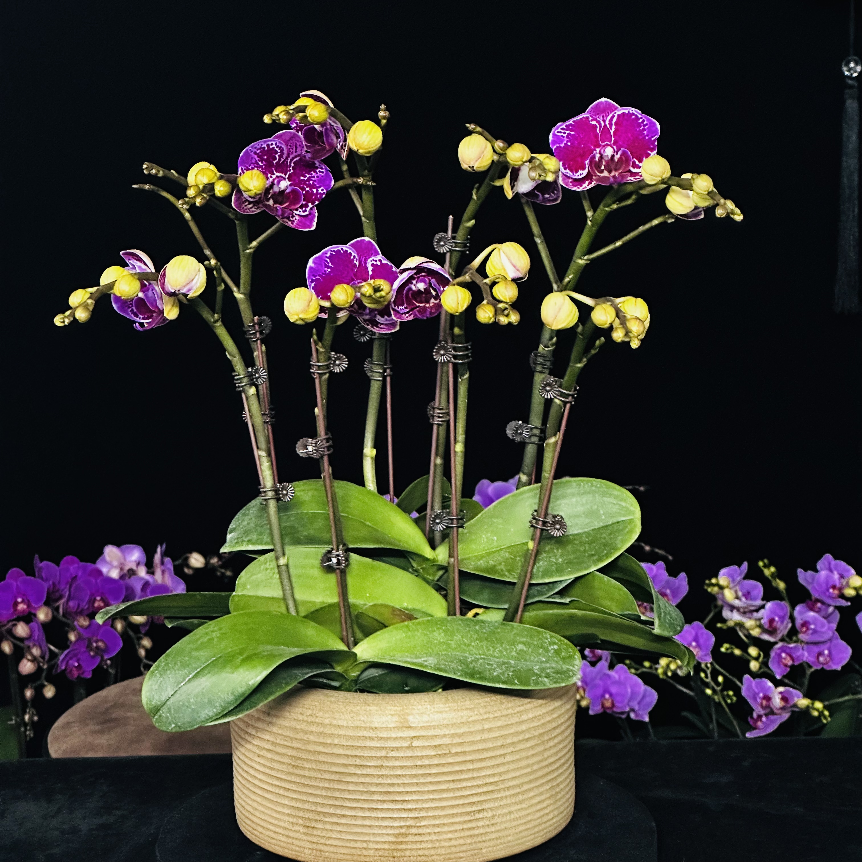 蝶纷飞【火蝴蝶】带花苞兰花阳台开花发货种植生长基地植株