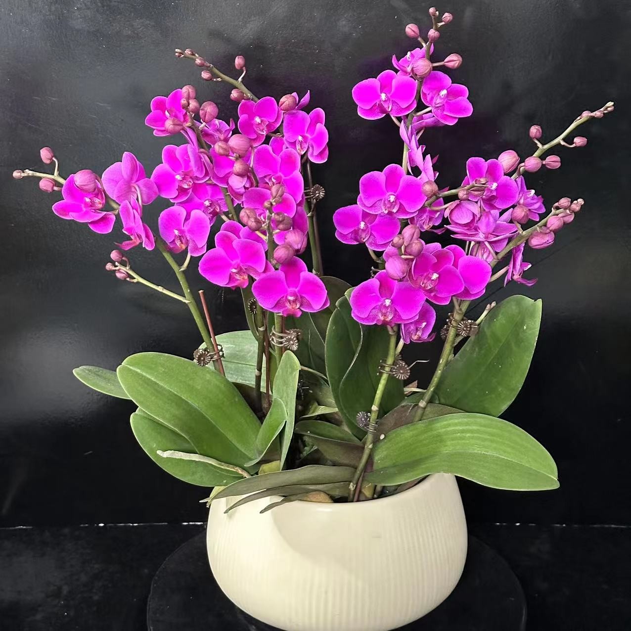 蝶纷飞【满天红】带花苞兰花阳台开花发货种植生长基地植株
