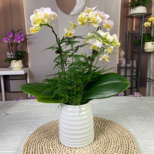 春晖【勃艮第】带花苞兰花阳台开花发货种植生长植株