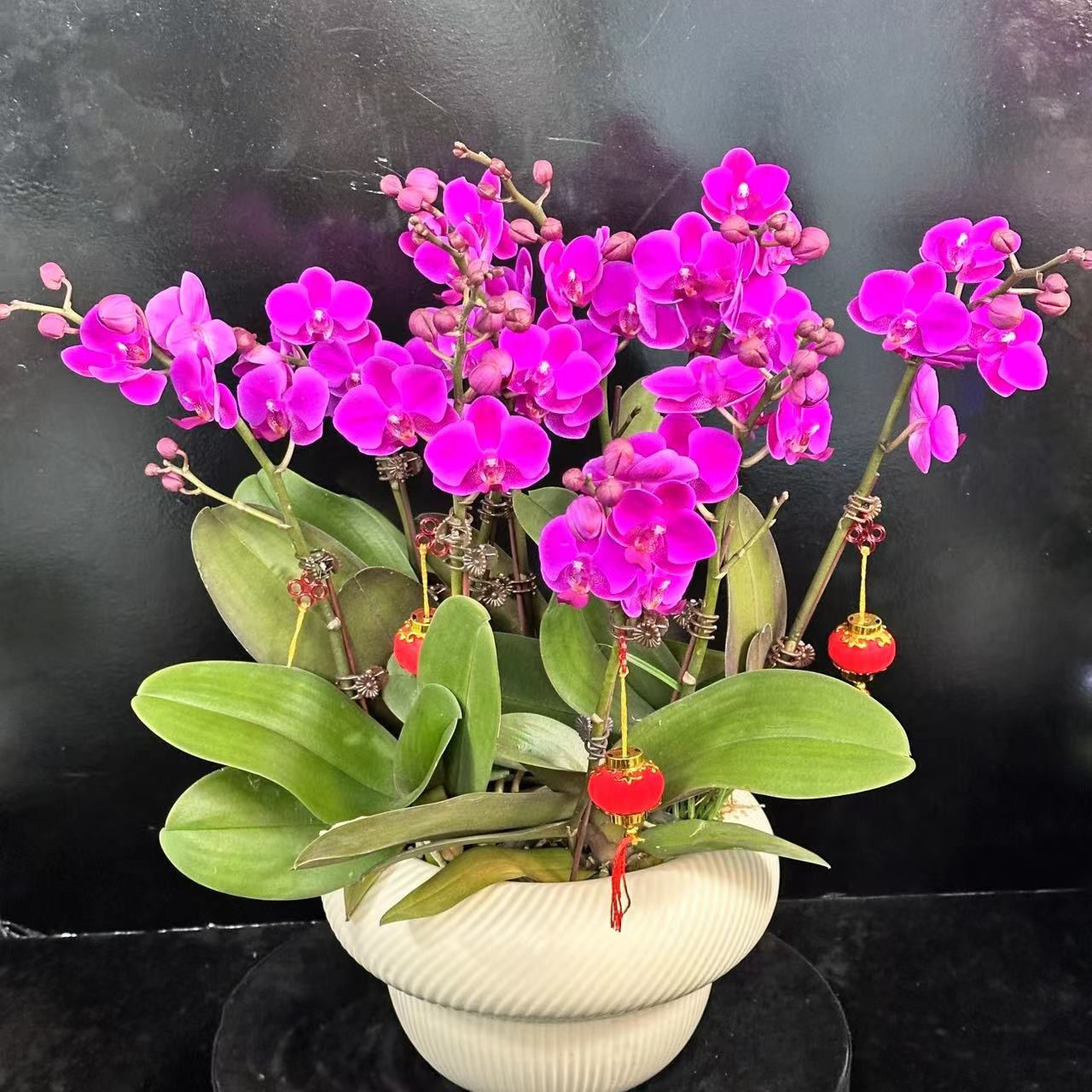 蝶纷飞【满天红】带花苞兰花阳台开花发货种植生长基地植株