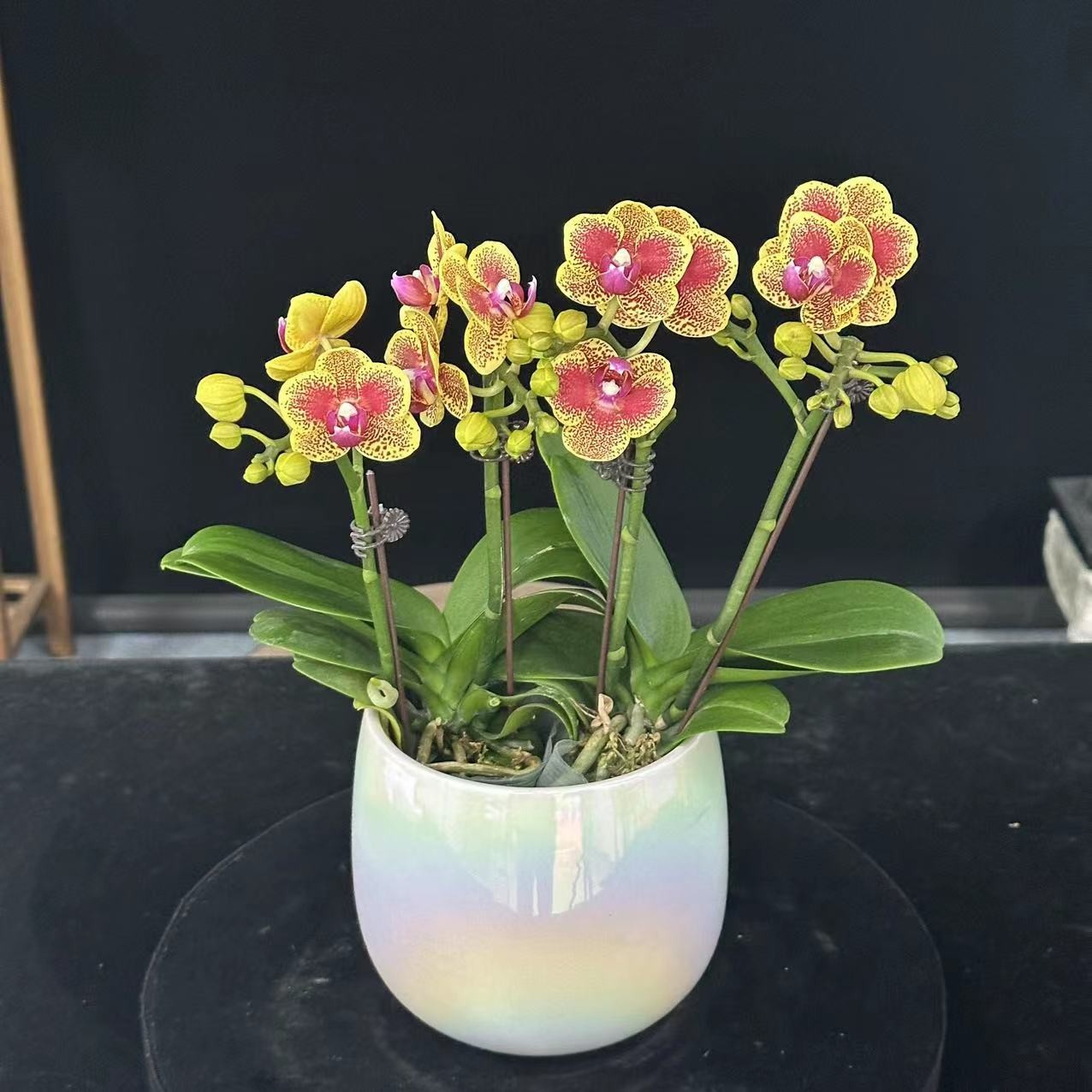 蝶纷飞【好运来】带花苞兰花阳台开花发货种植生长植株
