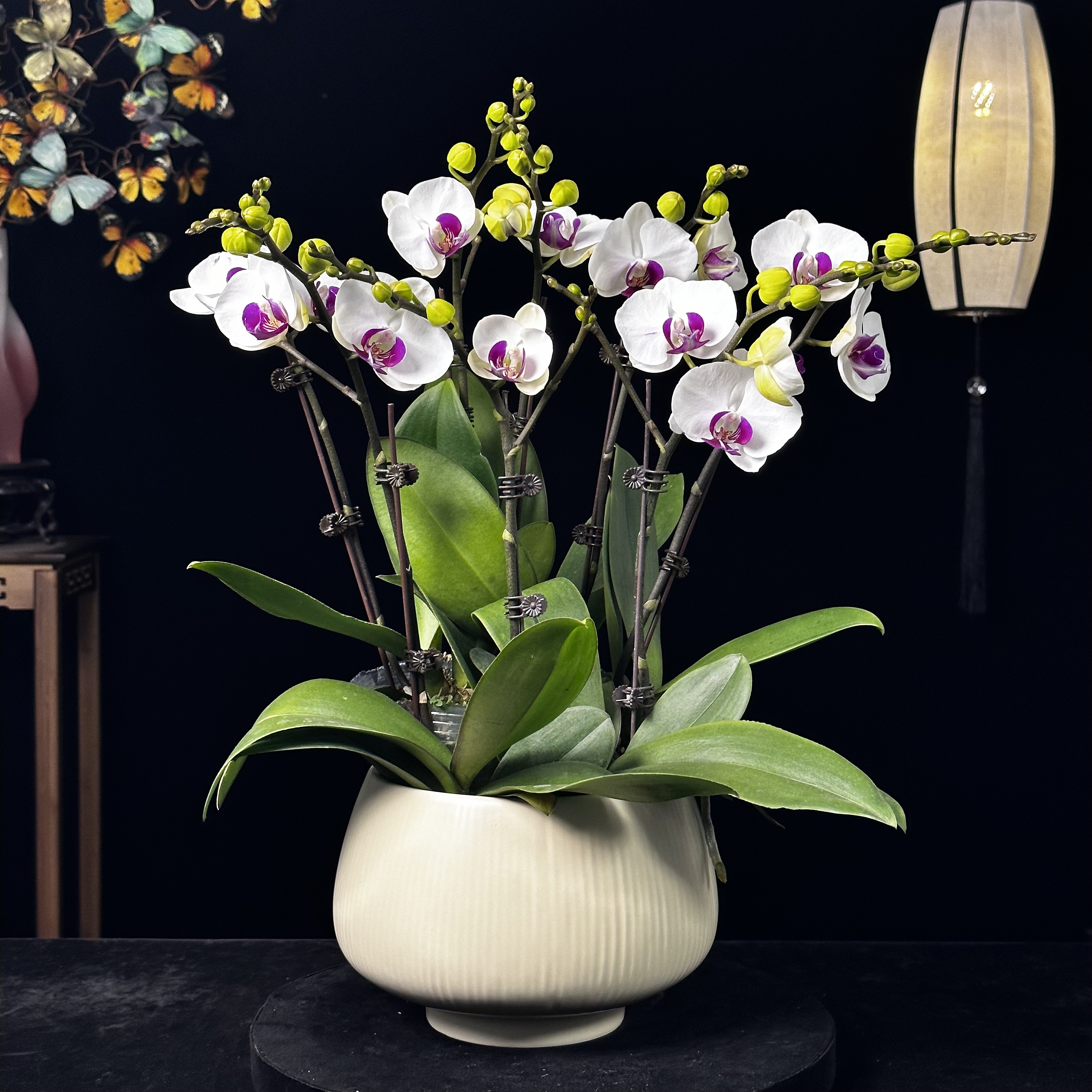 春晖【雪玉】带花苞兰花阳台开花发货种植生长植株